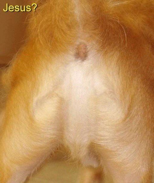 found-jesus.jpg